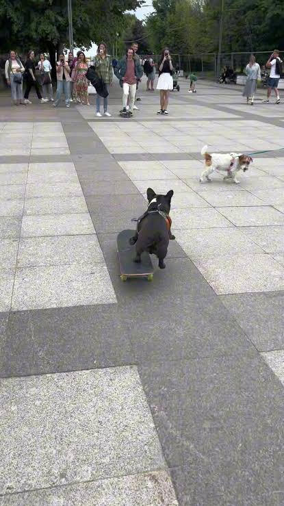 Baron the French bulldog riding his skateboard across a plaza as a crowd watches