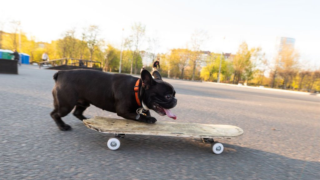 Baron the French bulldog riding a skateboard through a skate park at golden hour